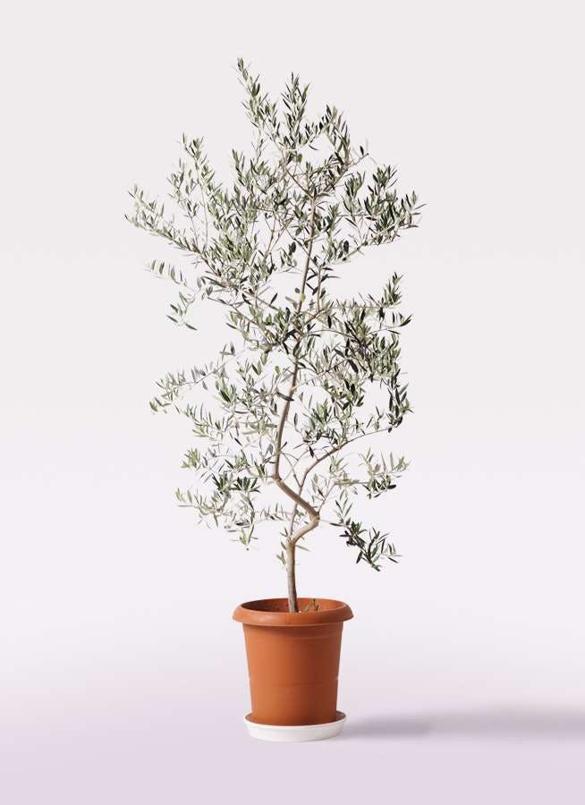 観葉植物 オリーブの木 10号 ペンドリノ プラスチック鉢