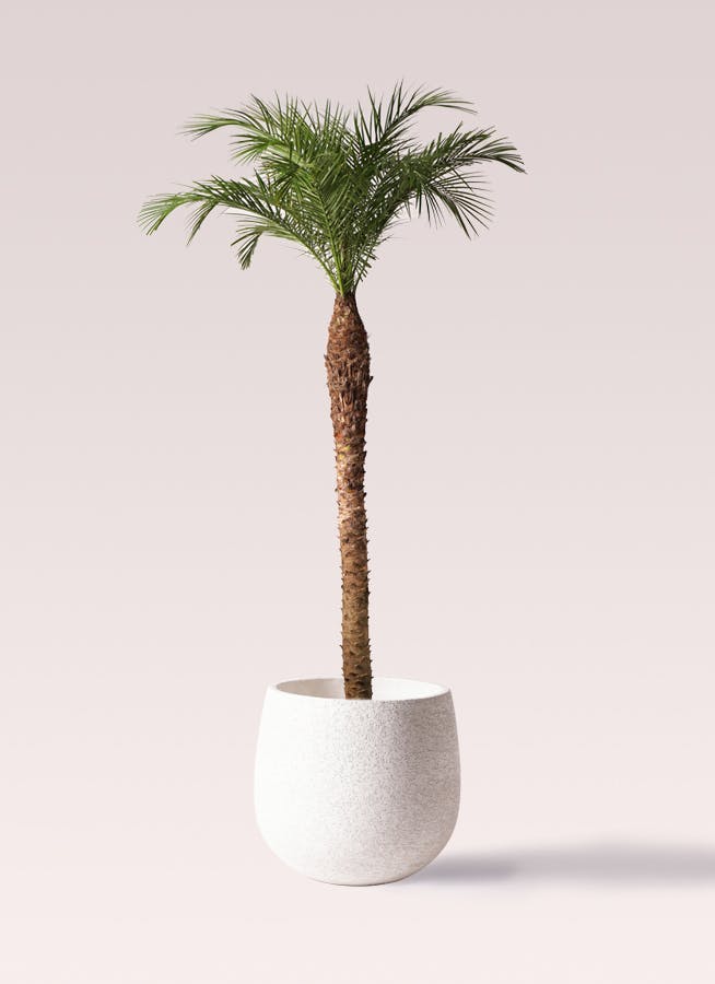 フェニックスロベレニー 10号 | 観葉植物 | インテリアやギフト