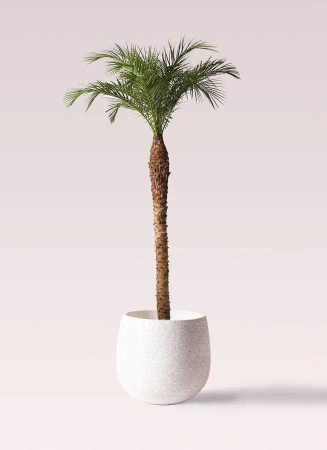 フェニックスロベレニー 10号 | 観葉植物 | インテリアやギフトに 