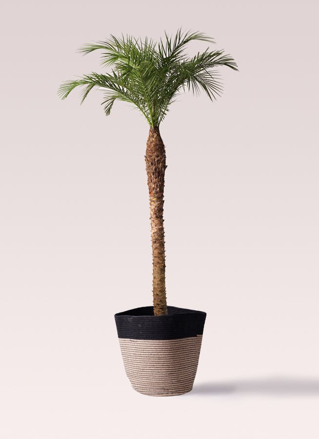フェニックスロベレニー | 観葉植物の通販ならHitoHana（ひとはな）