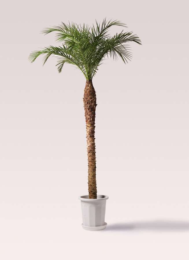 観葉植物 フェニックスロベレニー 10号 プラスチック鉢 観葉植物ならhitohana ひとはな