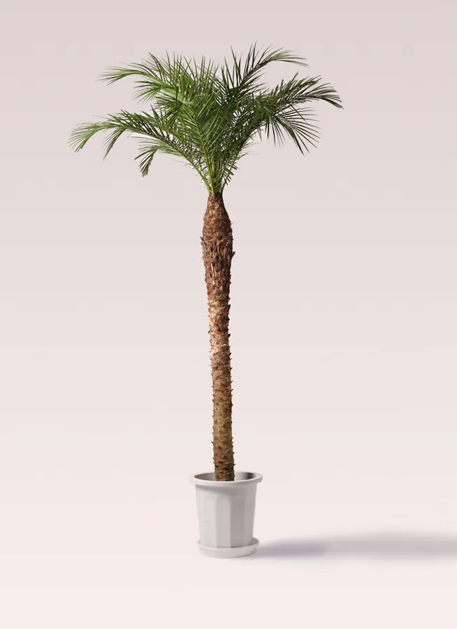 フェニックスロベレニー | 観葉植物の通販ならHitoHana（ひとはな）