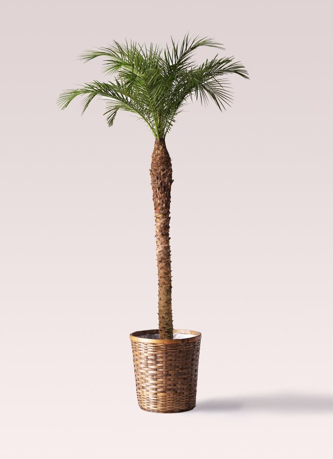 フェニックスロベレニー | 観葉植物の通販ならHitoHana（ひとはな）