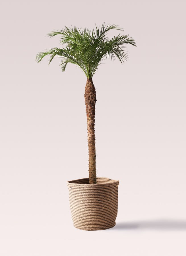フェニックスロベレニー | 観葉植物の通販ならHitoHana（ひとはな）