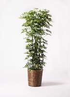 観葉植物 シェフレラ（カポック） 10号 斑入り 竹バスケット 付き