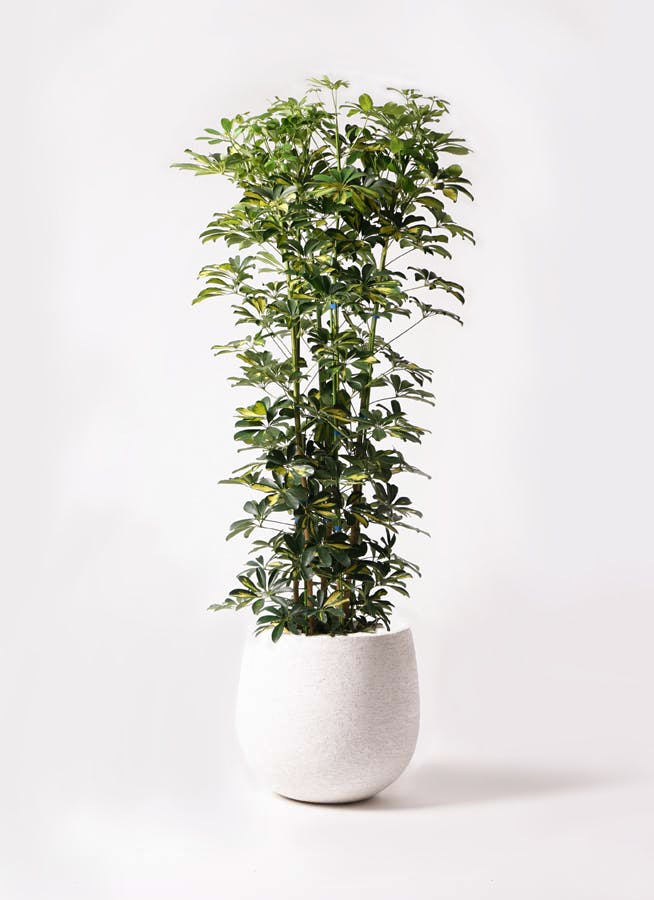 観葉植物 カポック（シェフレラ） 10号 斑入り エコストーンwhite 付き