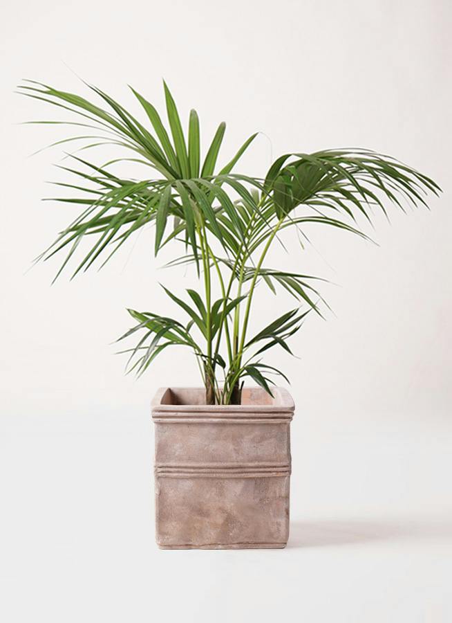ケンチャヤシ 8号 | 観葉植物の通販ならHitoHana（ひとはな）