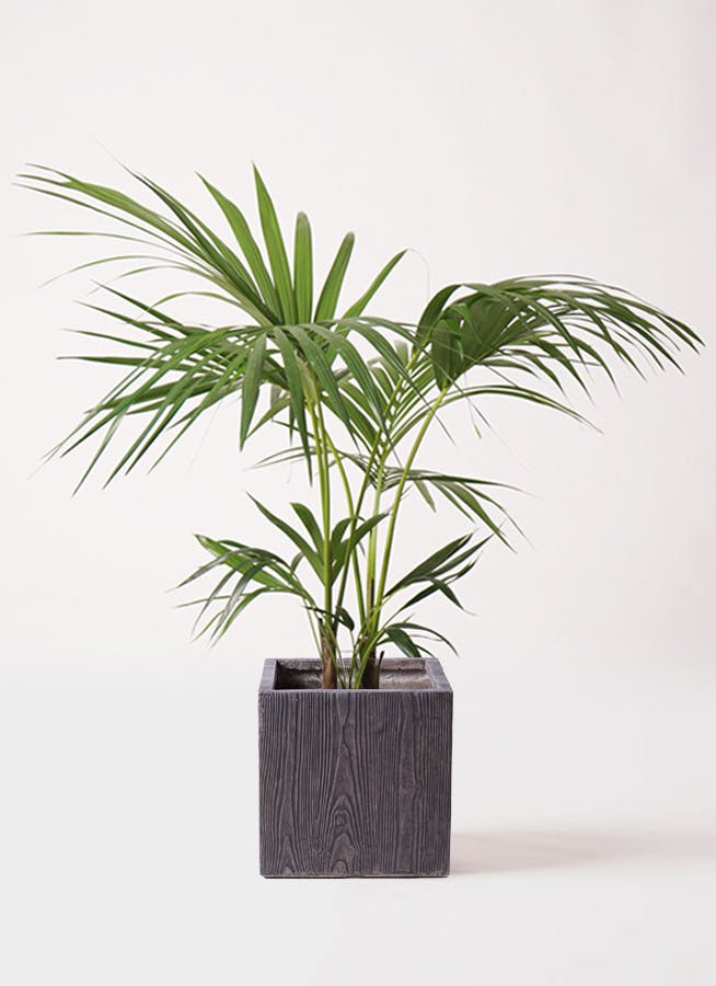 イヌケンチャヤシ 8号 125cm イヌケンチャヤシ