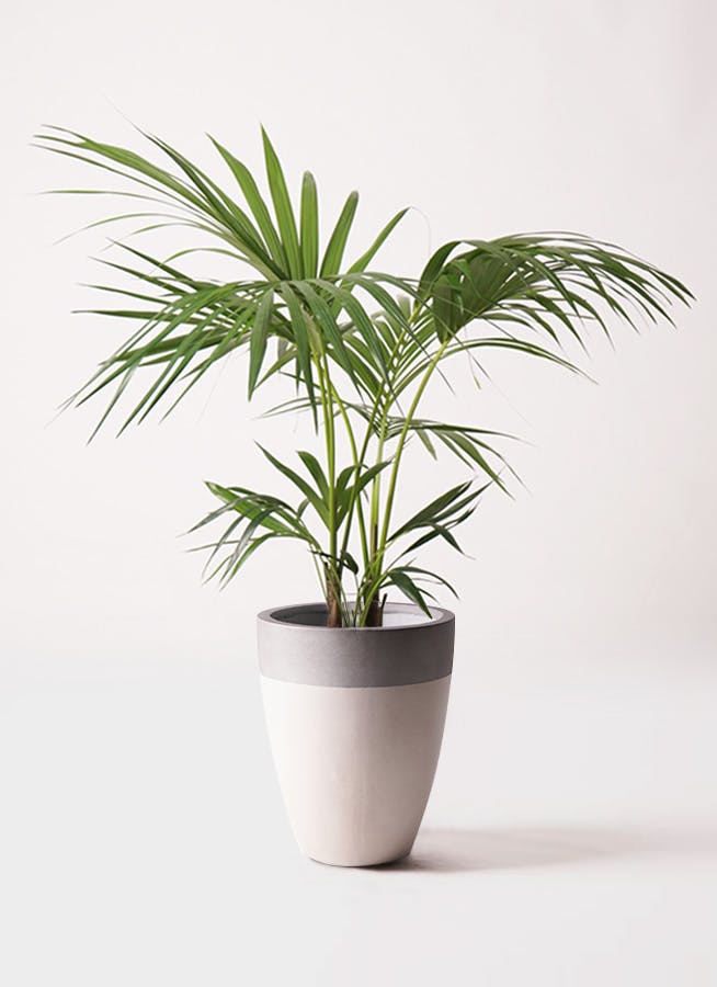 イヌケンチャヤシ 8号 125cm イヌケンチャヤシ