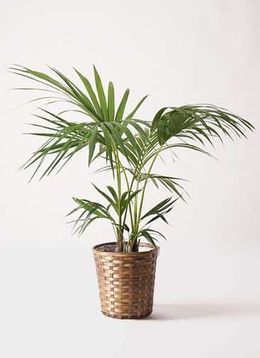 ケンチャヤシ | 観葉植物の通販ならHitoHana(ひとはな)