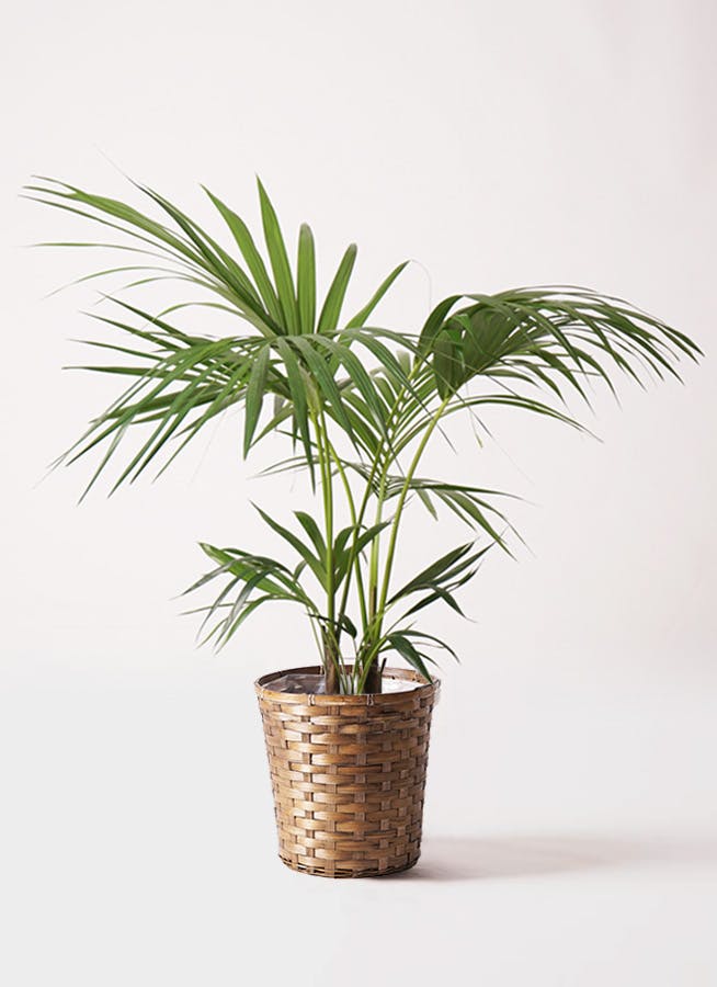 ケンチャヤシ 8号 | 観葉植物の通販ならHitoHana（ひとはな）
