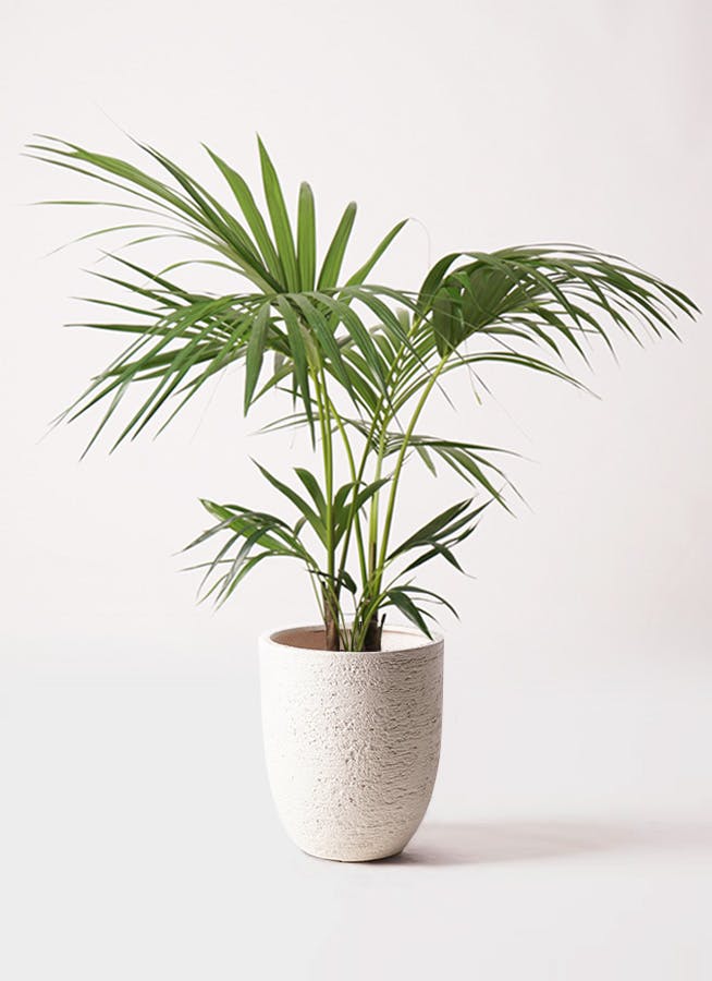 ケンチャヤシ ベルモレアナ 8号 90cm ケンチャヤシ 8号 | 観葉植物の通販ならHitoHana（ひとはな）