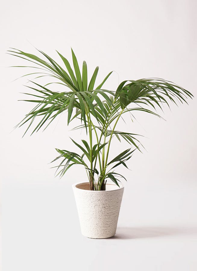【東京23区内送料無料】定価8万円　特大　高さ220cm ケンチャヤシ　　植物 ケンチャヤシ 8号 | 観葉植物の通販ならHitoHana（ひとはな）