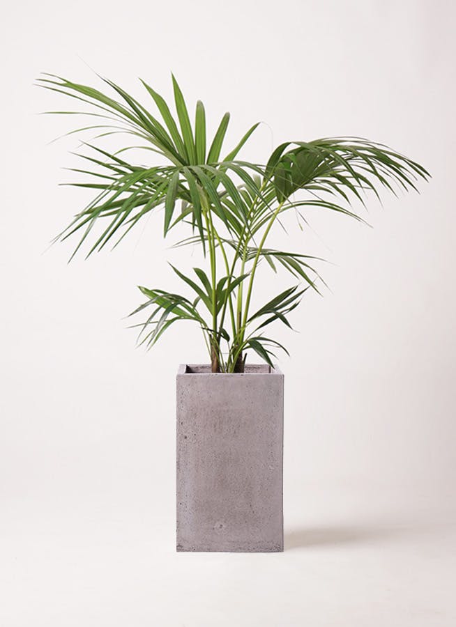 ケンチャヤシ 8号 | 観葉植物の通販ならHitoHana（ひとはな）