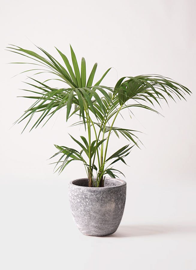 ケンチャヤシ ベルモレアナ 8号 90cm ケンチャヤシ 8号 | 観葉植物の通販ならHitoHana（ひとはな）