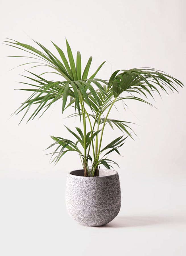 ケンチャヤシ | 観葉植物の通販ならHitoHana（ひとはな）