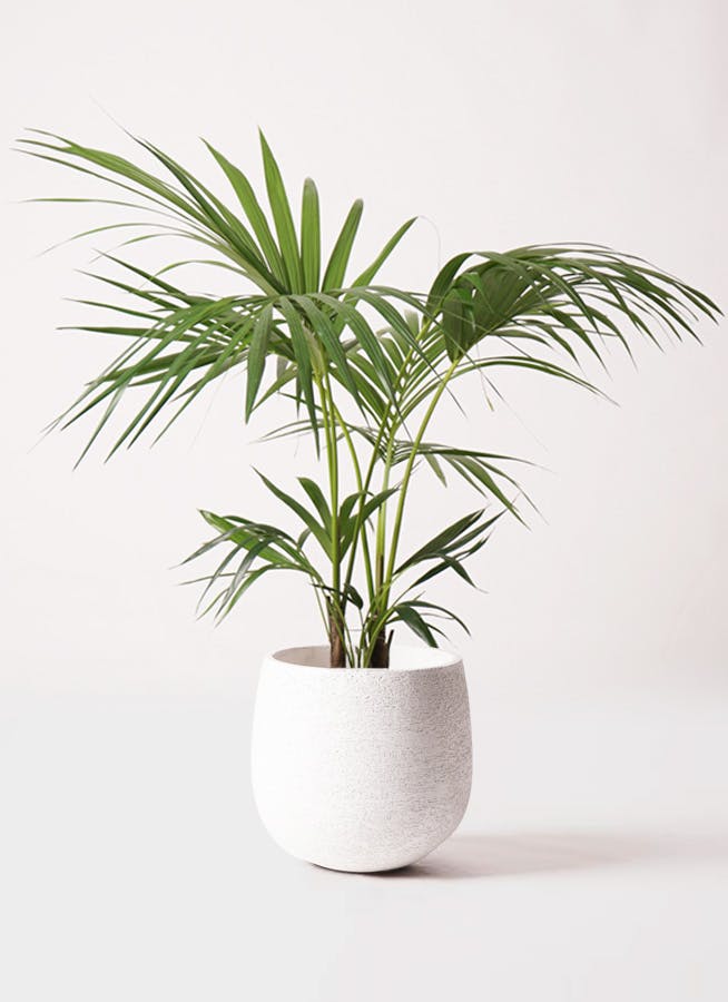 イヌケンチャヤシ 8号 125cm ケンチャヤシ 8号 | 観葉植物の通販ならHitoHana（ひとはな）