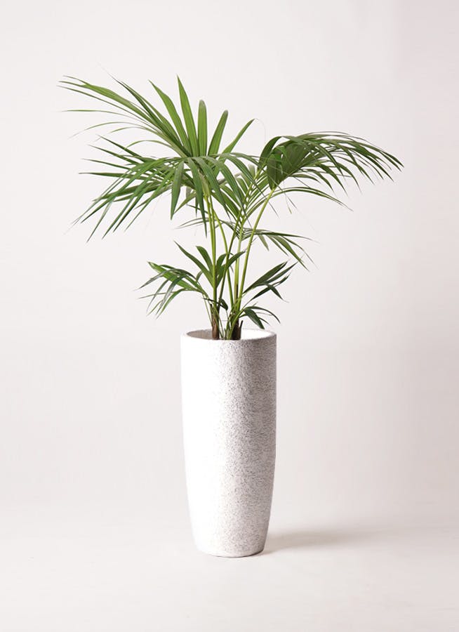 ケンチャヤシ 8号 | 観葉植物の通販ならHitoHana（ひとはな）