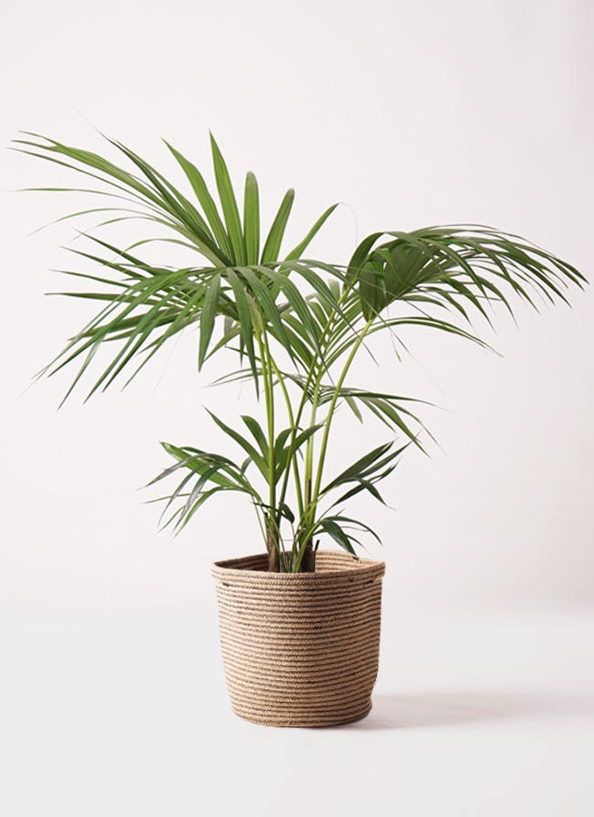 ケンチャヤシ ベルモレアナ 8号 90cm ケンチャヤシ 8号 | 観葉植物の通販ならHitoHana（ひとはな）