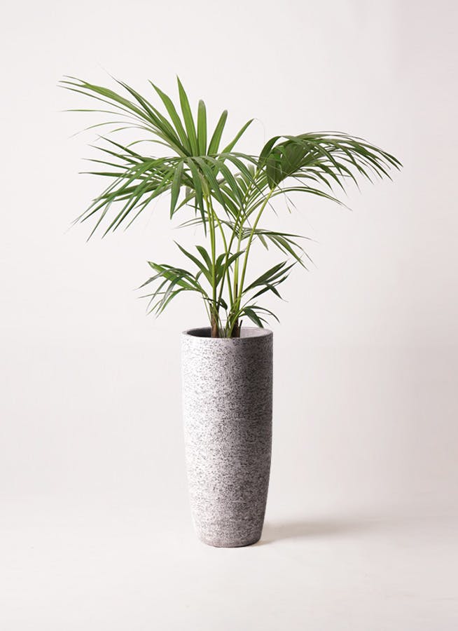 けんちゃんヤシ。観葉植物。鉢ごと無料で発送致しますいたします。 けんちゃんヤシ。観葉植物。鉢ごと無料で発送致しますいたします