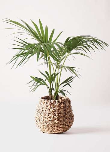 観葉植物 ケンチャヤシ 8号 ラッシュバスケット Natural 付き