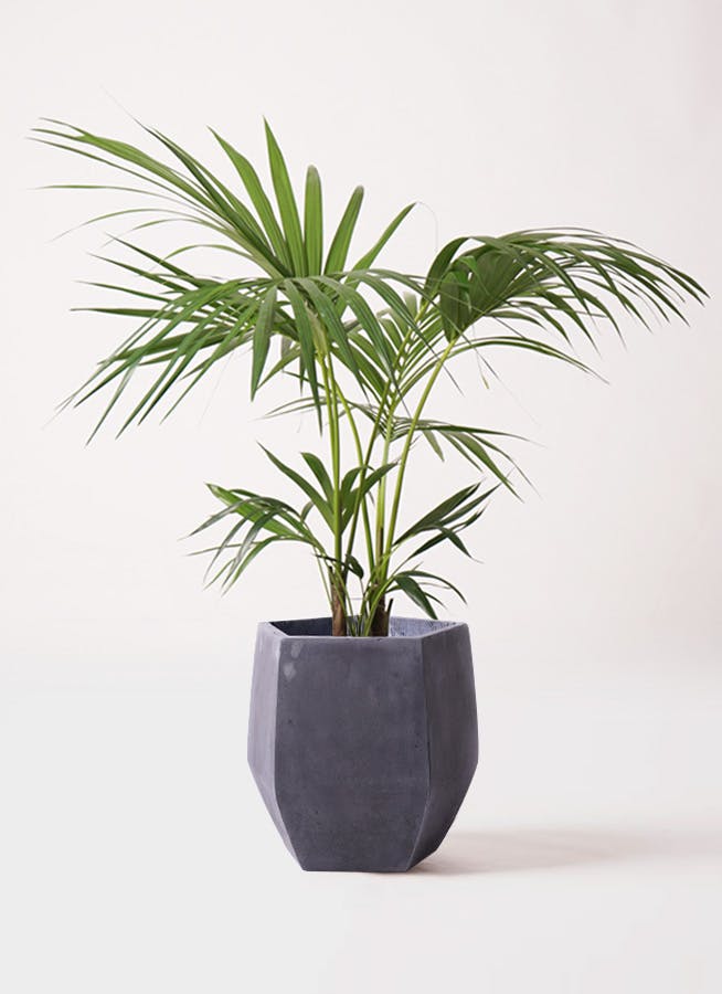 ケンチャヤシ ベルモレアナ 8号 115cm 観葉植物 ケンチャヤシ 8号 プラスチック鉢 | 観葉植物ならHitoHana