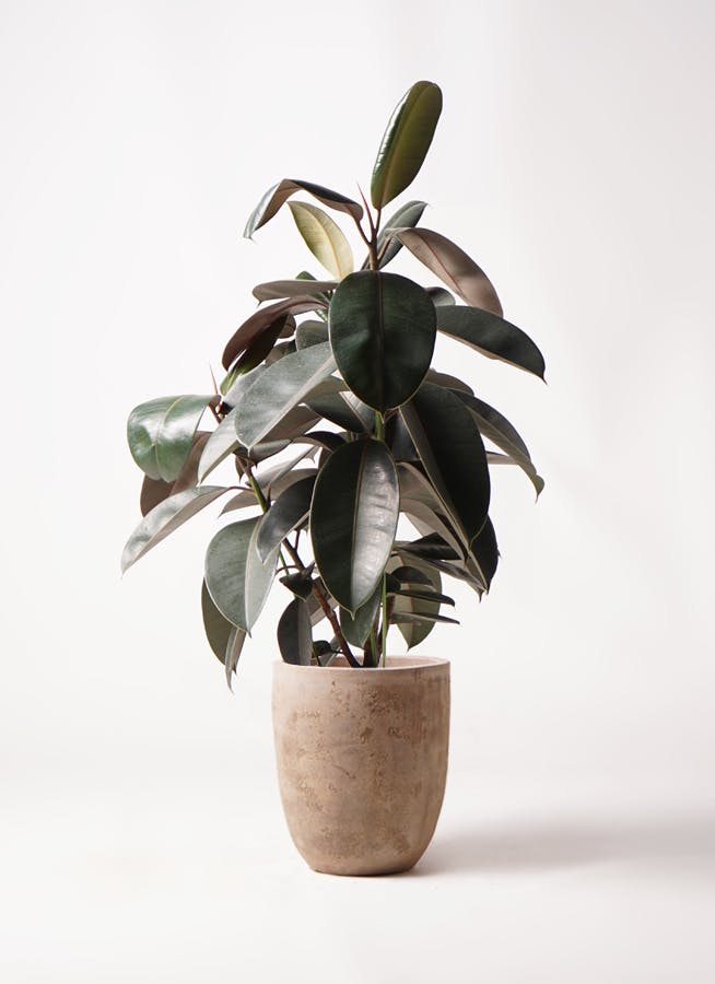 フィカス　バーガンディ　主枝２本＋1本で構成　葉がピカピカ　9号鉢 観葉植物 フィカス バーガンディ 8号 ノーマル ルーガ アンティコ