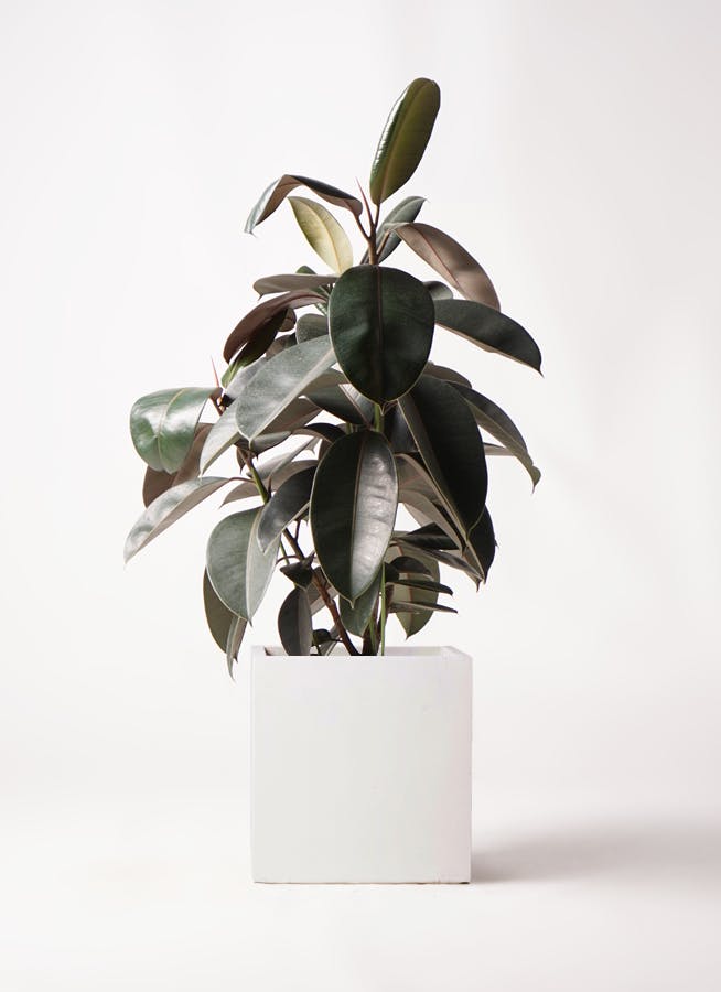 観葉植物 ユーカリ 8号 ポポラス（ポリアンセモス） バスク