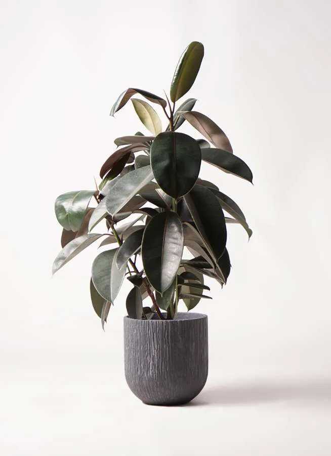 観葉植物 フィカス バーガンディ 8号 ノーマル カルディナダークグレイ 付き 観葉植物ならhitohana ひとはな