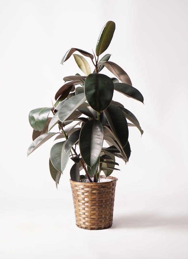 フィカス バーガンディ | 観葉植物の通販ならHitoHana（ひとはな）