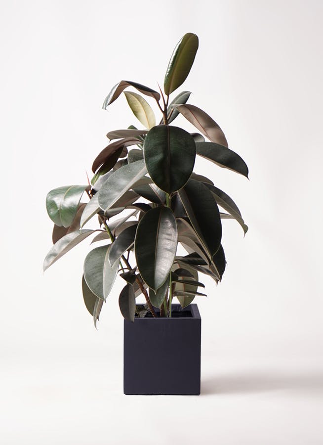 フィカス　観葉植物 観葉植物 フィカス ベンガレンシス 8号 曲り ビアスアルトエッグ