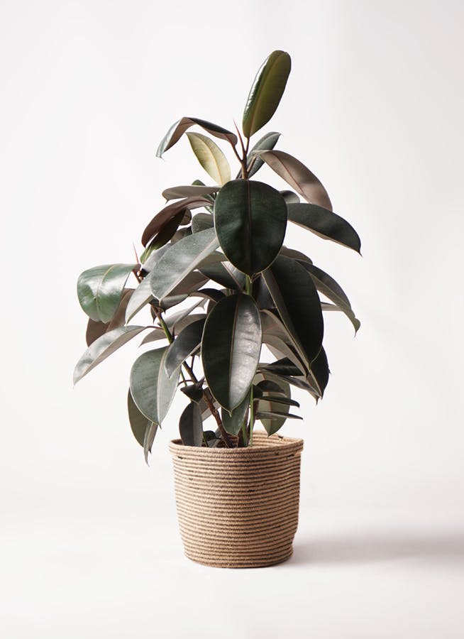 フィカス バーガンディ | 観葉植物の通販ならHitoHana（ひとはな）