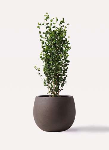 観葉植物 フィカス ベンジャミン 7号 バロック テラニアス ローバルーン アンティークブラウン 付き