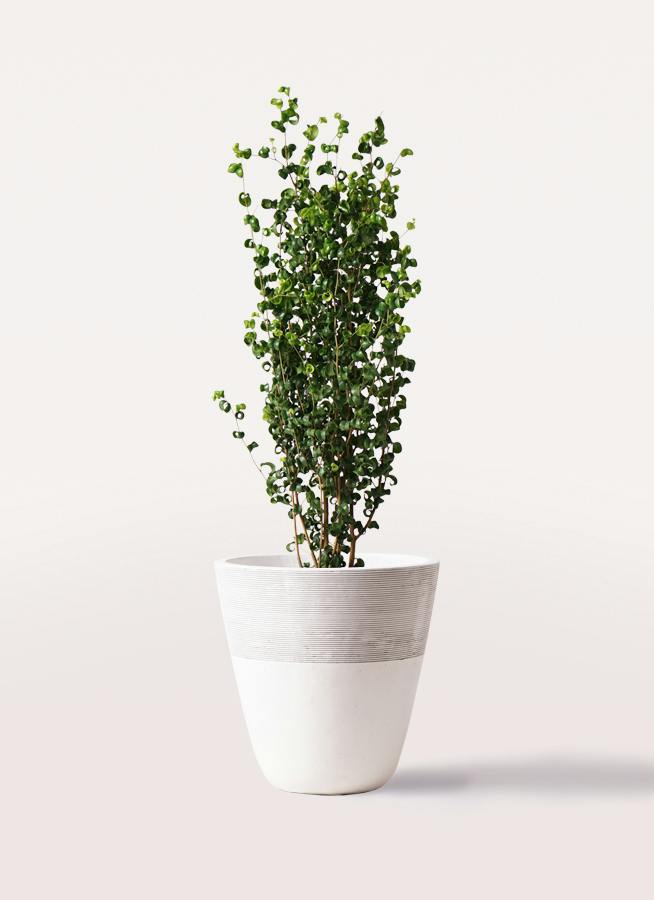観葉植物 ドラセナ リフレクサ 8号 ジュピター 白 付き | 観葉植物なら