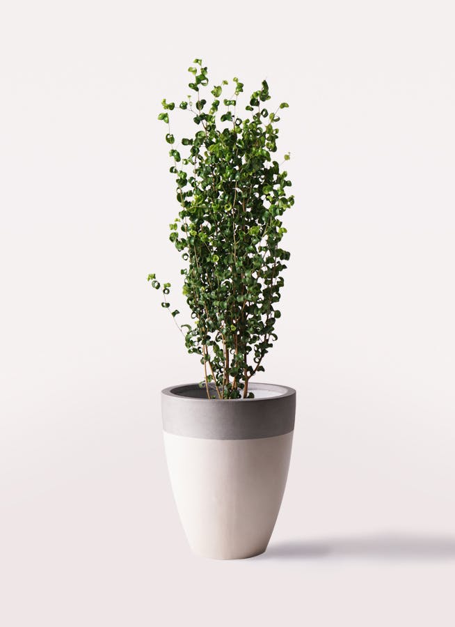フィカス ベンジャミン バロック | 観葉植物ならHitoHana（ひと