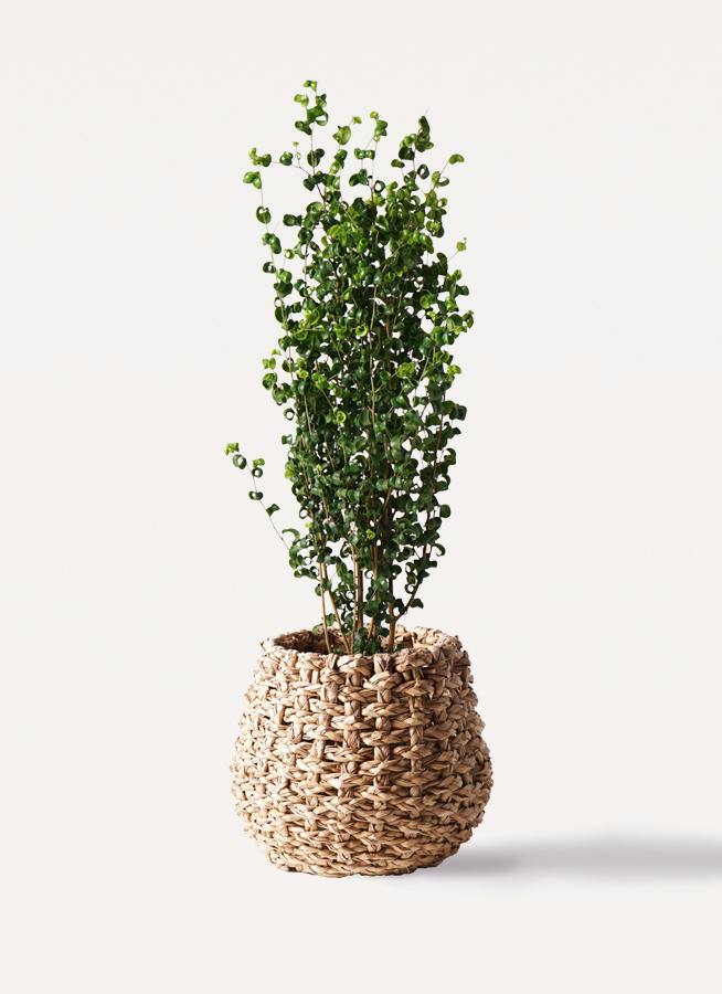観葉植物 カシワバゴムの木 バンビーノ 8号 曲がり LushBasket