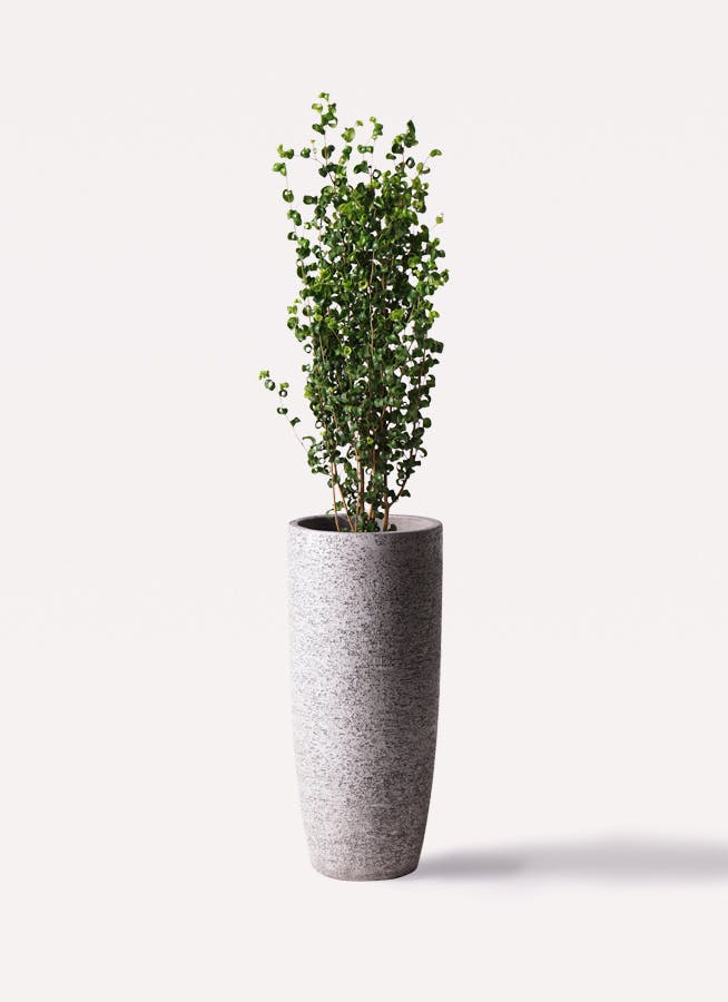 グレーの鉢カバー付きの観葉植物 | HitoHana（ひとはな）