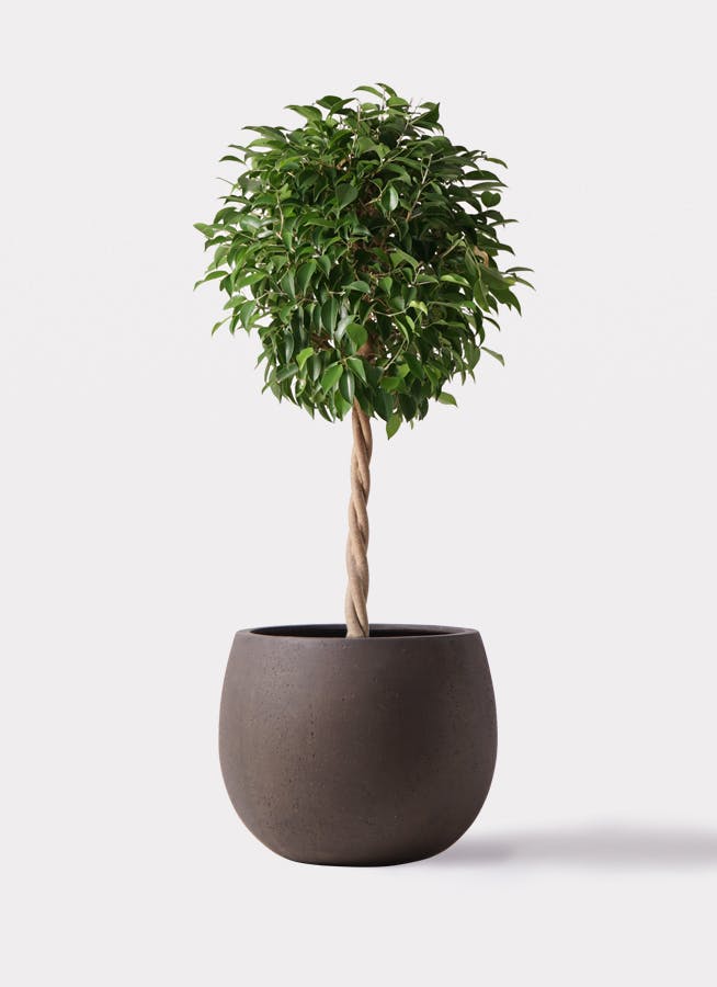 フィカス ベンジャミン 8号 | 観葉植物 | インテリアやギフトに