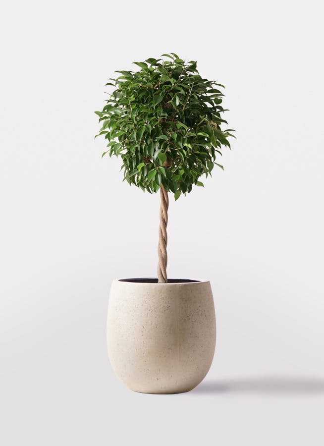 フィカス ベンジャミン 8号 | 観葉植物 | インテリアやギフトに