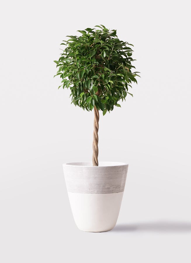 フィカス ベンジャミン 8寸 120センチ ボリューム抜群、品質良好です！陶器可 フィカス ベンジャミン 8寸 120センチ ボリューム抜群、品質良好