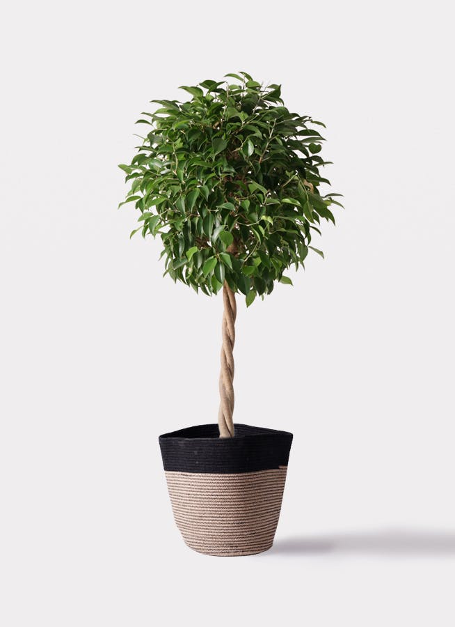 ②　フィカス　ベンジャミン　ネジリ　８号　特大苗木最高等級極上品‼️ ② フィカス ベンジャミン ネジリ 8号 特大苗木最高等級極上品‼️