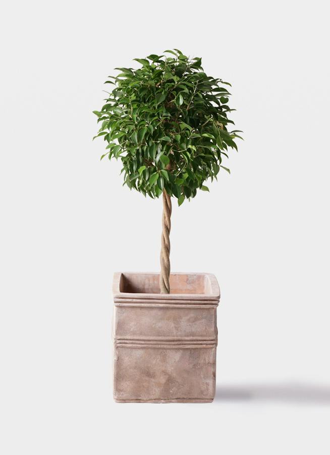 フィカス ベンジャミン 8号 | 観葉植物 | インテリアやギフトに