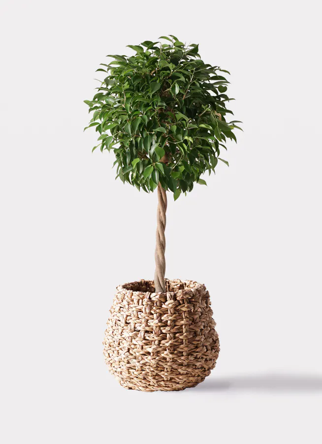 フィカス ベンジャミン | 観葉植物の通販ならHitoHana