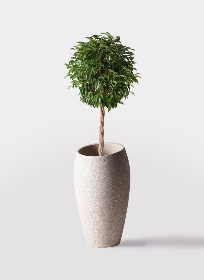 観葉植物 ウンナンシュロチク（雲南棕櫚竹） 8号 Eco Stone（エコストーン） トールタイプ Light Gray 付き