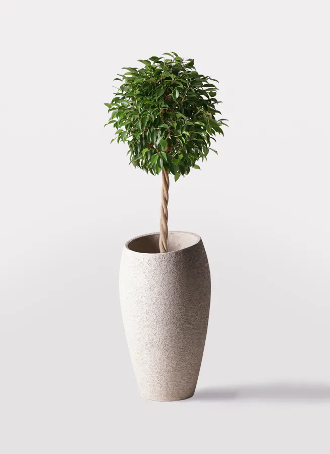 フィカス ベンジャミン 8号 | 観葉植物 | インテリアやギフトに 