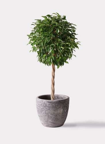 ベンジャミン 大型 | 観葉植物通販HitoHana(ひとはな)