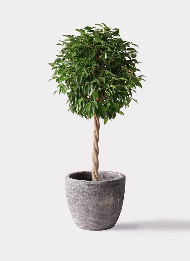 フィカス ベンジャミン | 観葉植物の通販ならHitoHana