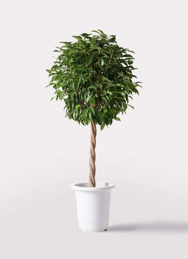 観葉植物 フィカス ベンジャミン 8号 玉造りプラスチック鉢 観葉植物ならhitohana ひとはな 観葉植物 フィカス ベンジャミン 8号 玉造りプラスチック鉢 観葉植物ならhitohana ひとはな