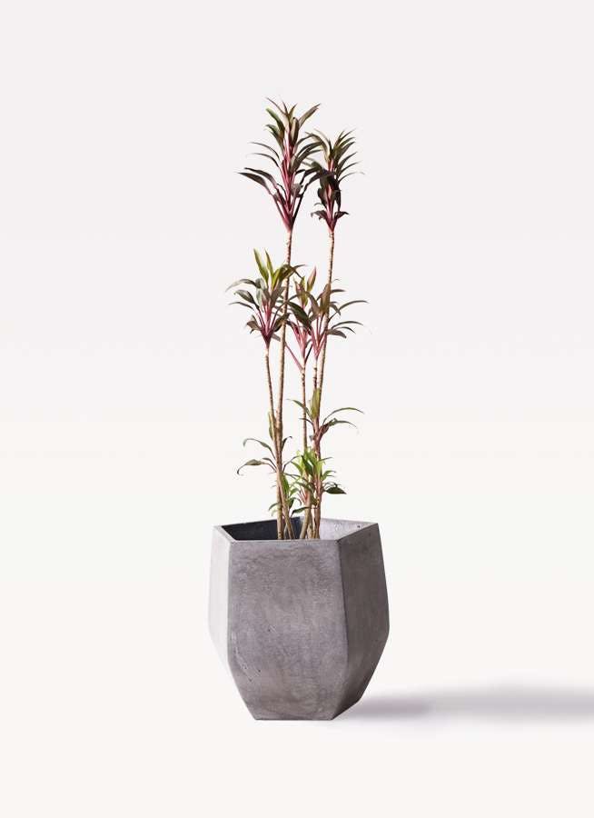 観葉植物 コルディリネ コルジリネ 8号 ターミナリス ファイバークレイ Gray 付き 観葉植物ならhitohana ひとはな 観葉植物 コルディリネ コルジリネ 8号 ターミナリス ファイバークレイ Gray 付き 観葉植物ならhitohana ひとはな