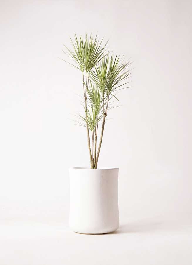観葉植物 コンシンネ ホワイポリー 8号 ストレート バスク ミドル ホワイト 付き 観葉植物ならhitohana ひとはな 観葉植物 コンシンネ ホワイポリー 8号 ストレート バスク ミドル ホワイト 付き 観葉植物ならhitohana ひとはな